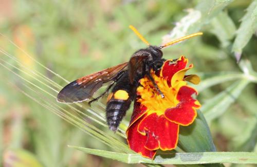 Megascolia bidens